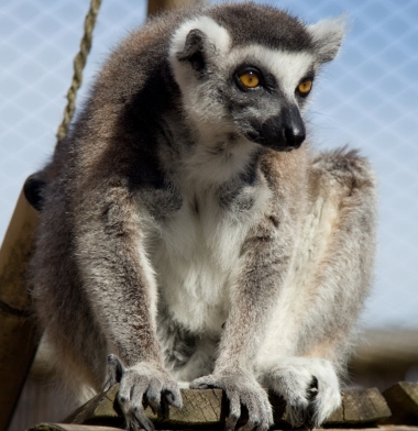 Lemur Kata - nádor na slezině a játrech