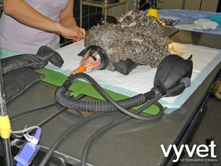 Bezpečnou anestezii ptáků umožňuje inhalační přístroj opatřený maskou.